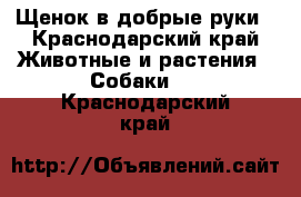 Щенок в добрые руки - Краснодарский край Животные и растения » Собаки   . Краснодарский край